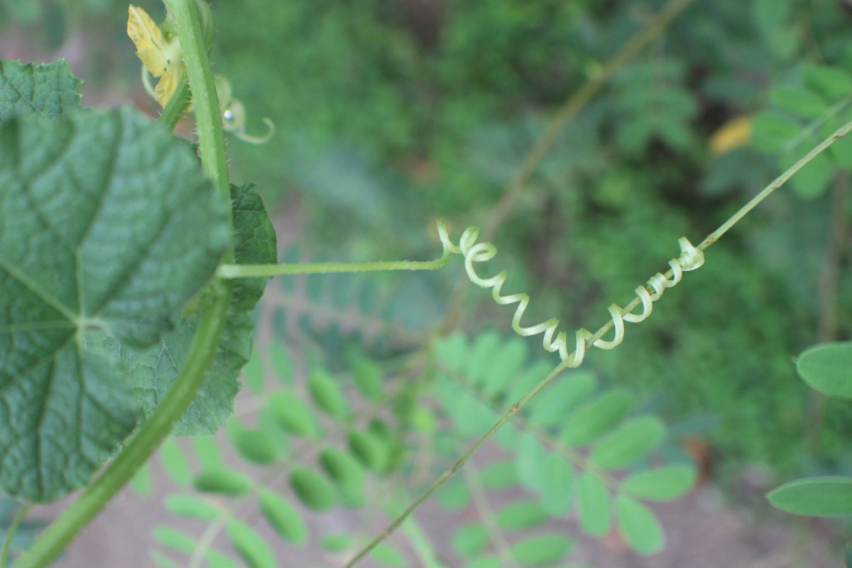 Cucumis melo L.